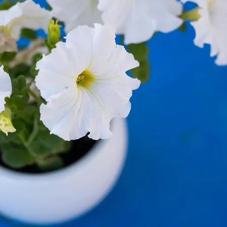 Rosalia Megalochori